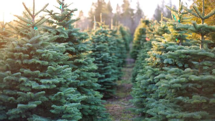 Christmas tree farm