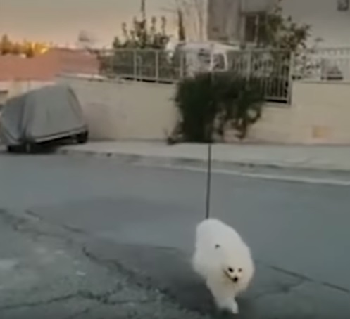 Drone walks dog amid coronavirus lockdown in Cyprus