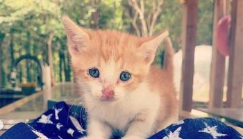 Miranda Lambert's rescue kitten
