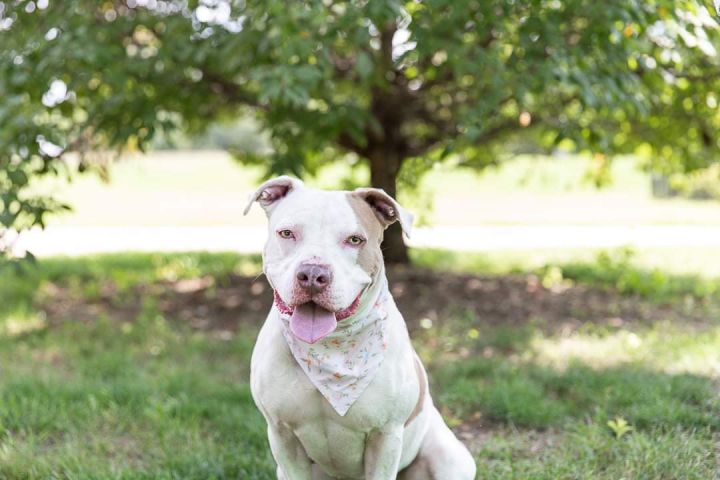Sabey the adoptable dog