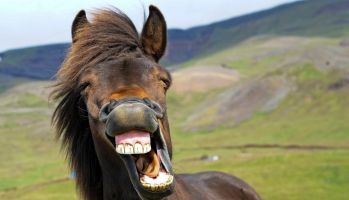 horses appears to be laughing