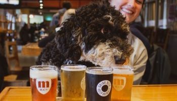 Dog hovering over a flight of beers