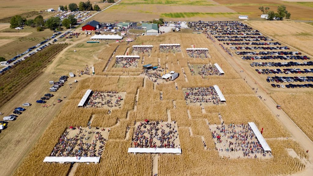 Corn Maze