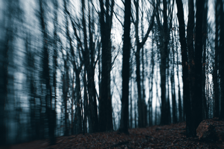 Spooky Scary Moody Dark Forest