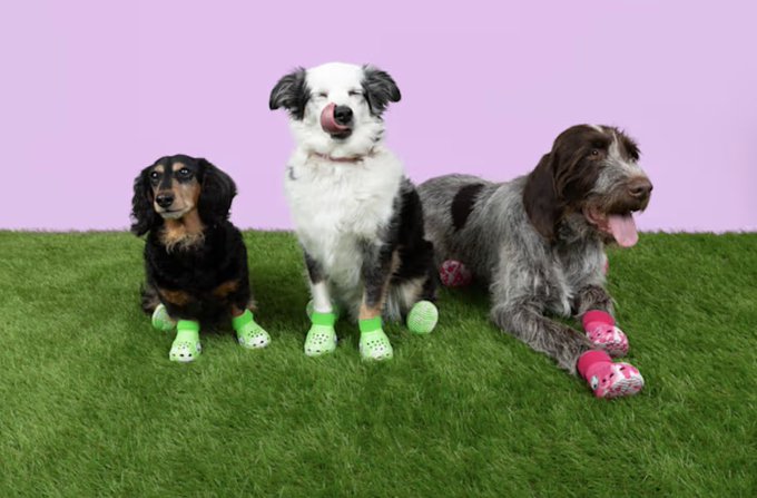 Dog Crocs