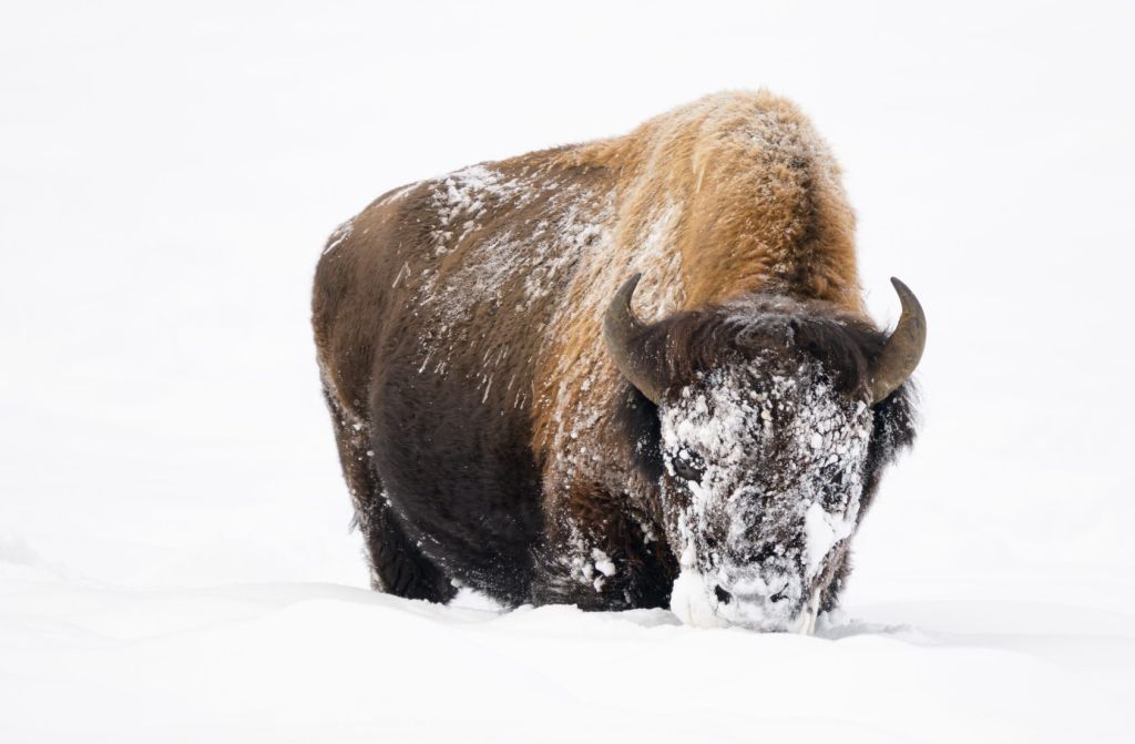 Single bison in very deep snow, uses its head to shovel it aside and get the grass underneath. Frozen face.