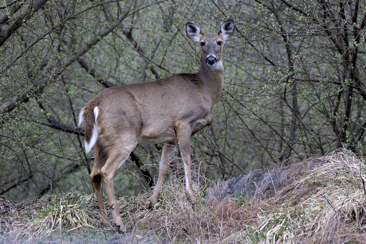 White tailed deer