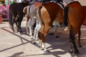 Horses standing in line, showing their rear legs and tails in ronda,malaga,spain