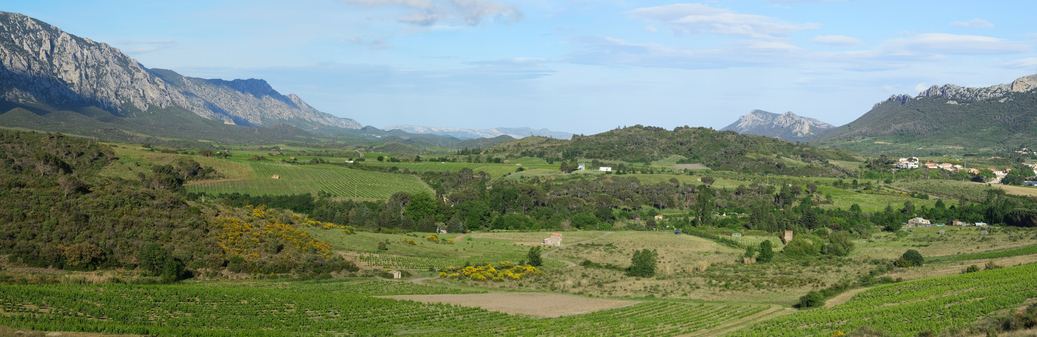 Vineyard valley