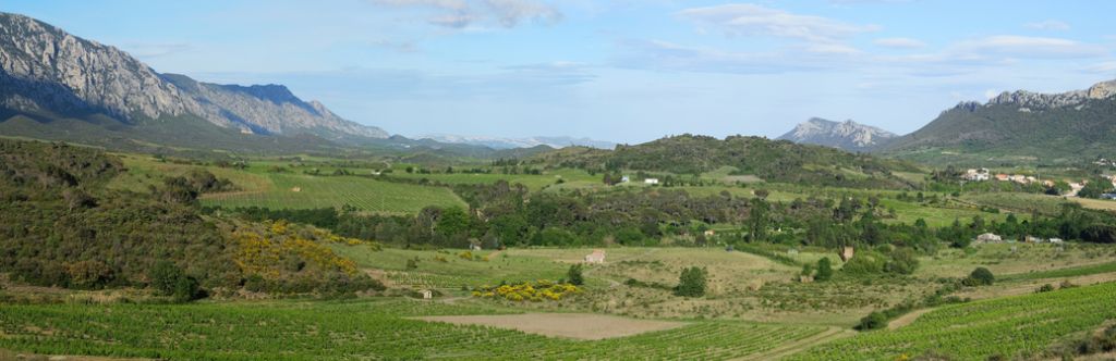 Vineyard valley